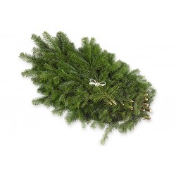 Nordmann fir branch